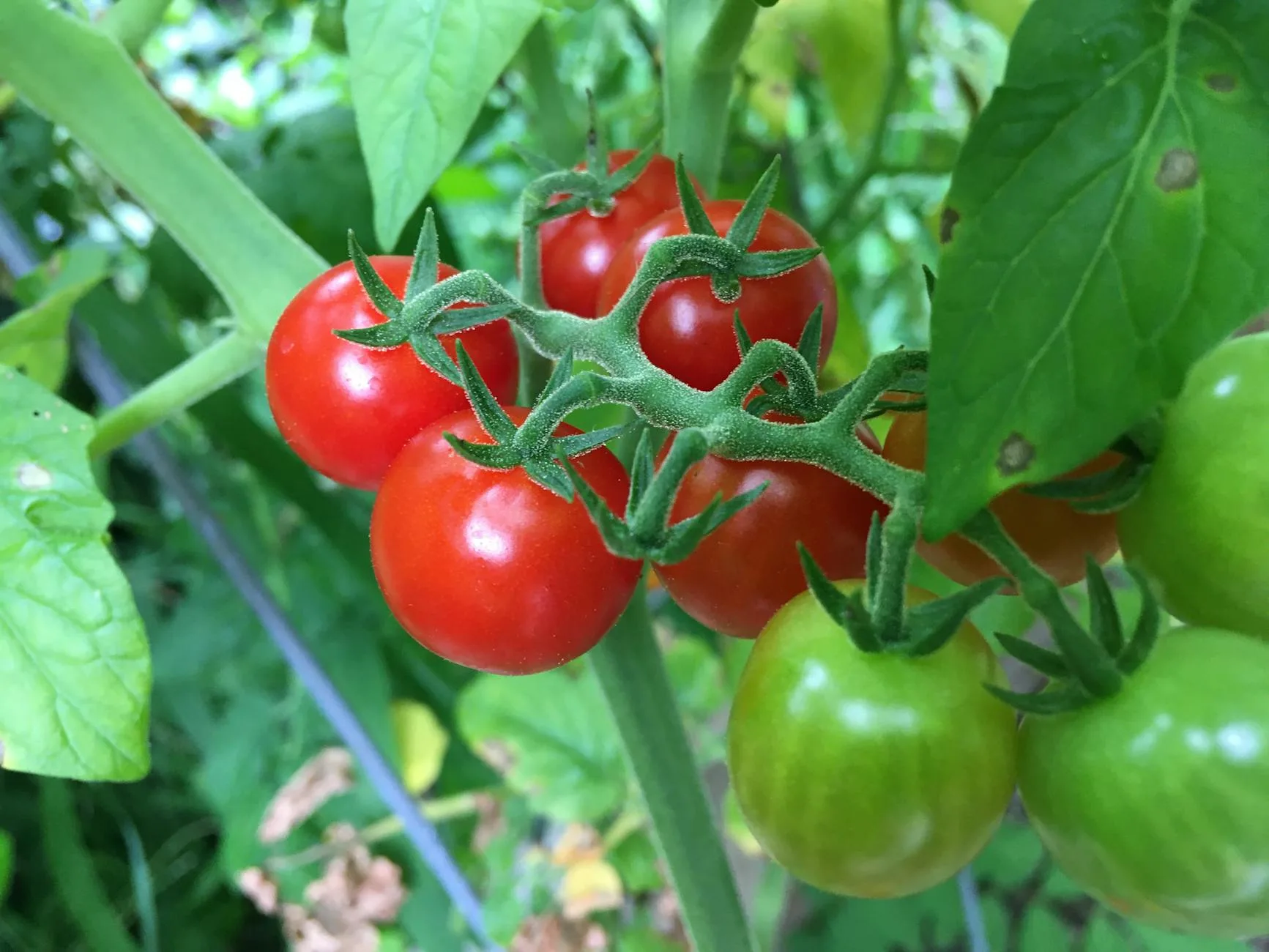 Cherry tomato plants with ripe fruit