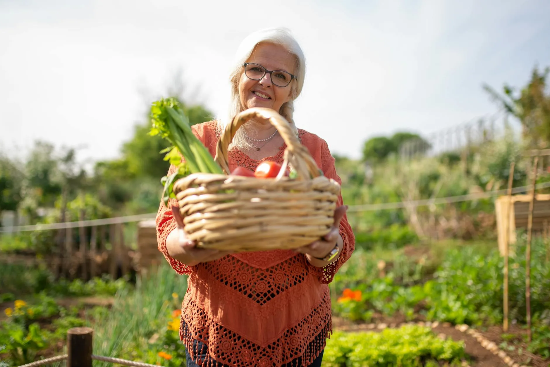 Harvesting fresh lettuce in allotment