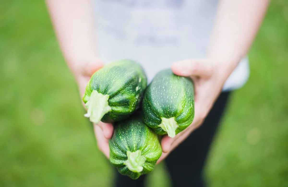 Harvesting fresh lettuce leaves