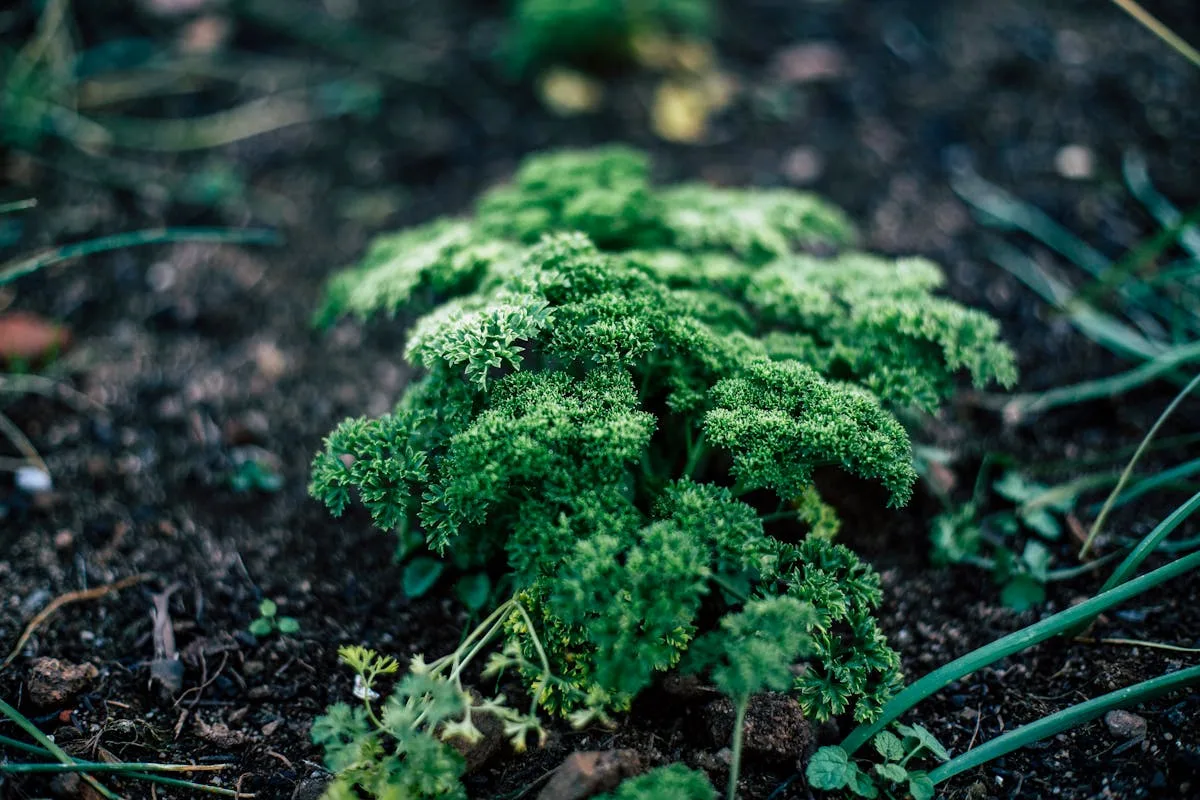 Parsley plant thriving in rich soil