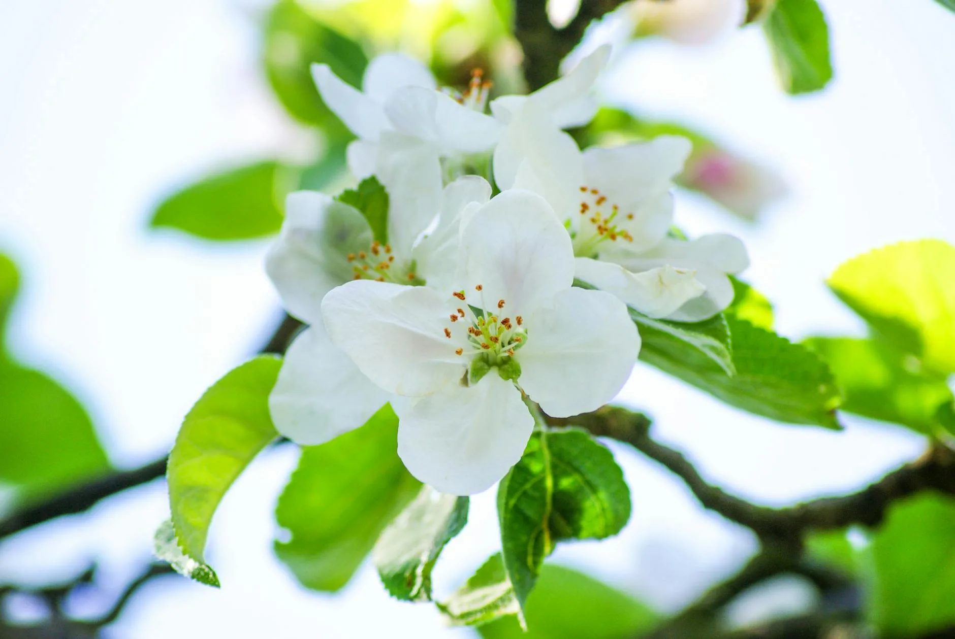 Pruning a fruit tree in a UK garden