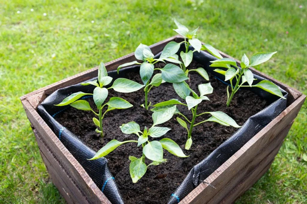 Raised vegetable beds in a UK garden
