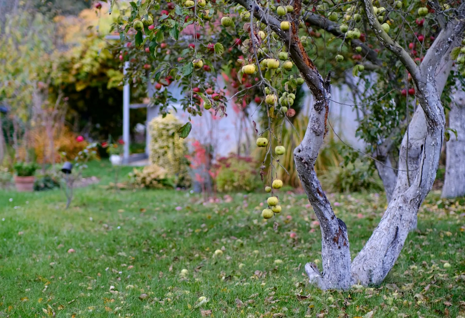 Well-pruned fruit tree showing good branch structure