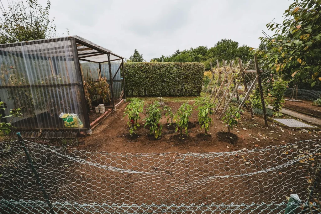 Allotment garden with tomato plants growing beside a small greenhouse