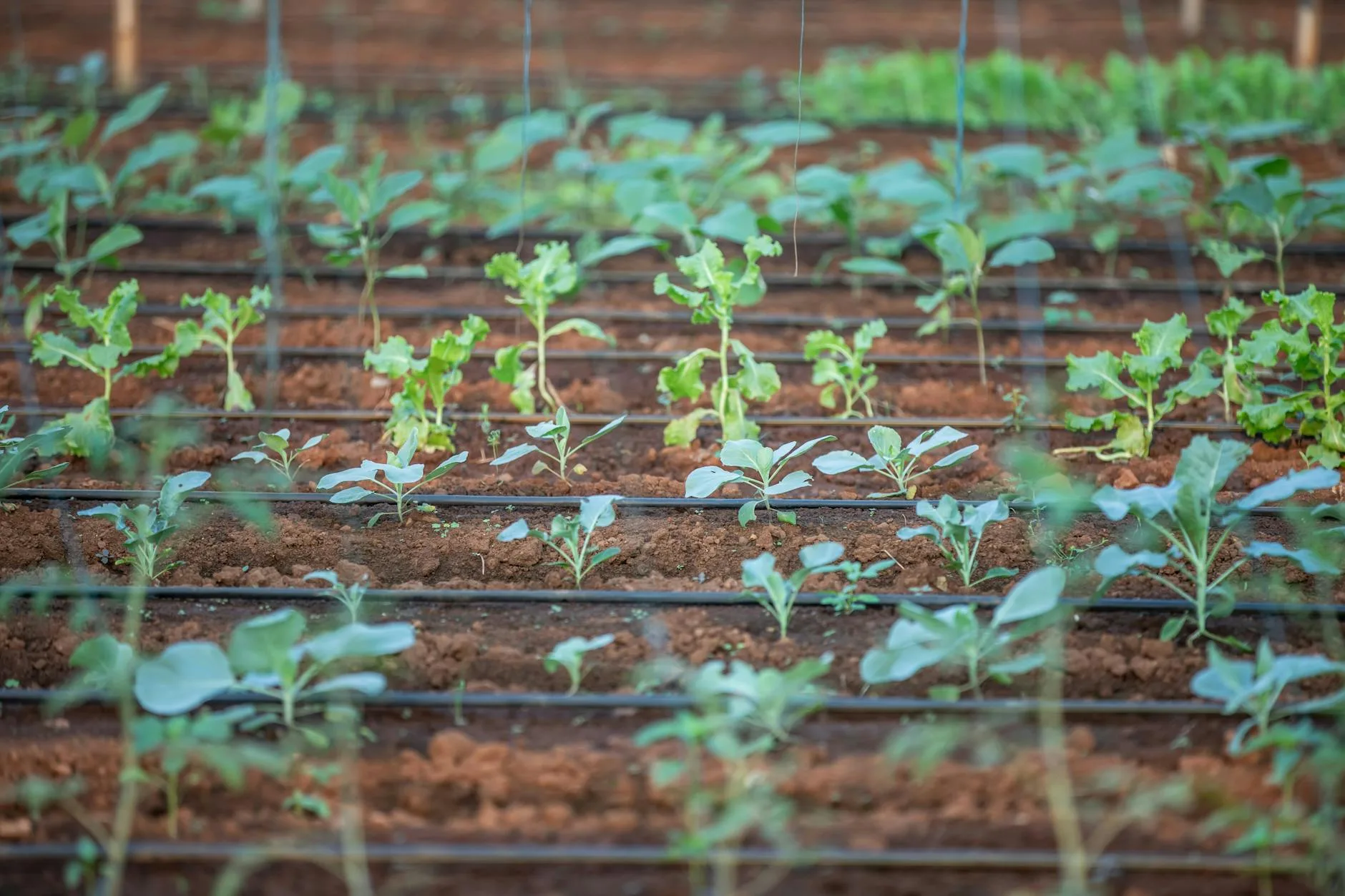UK allotment with rows of planted vegetables