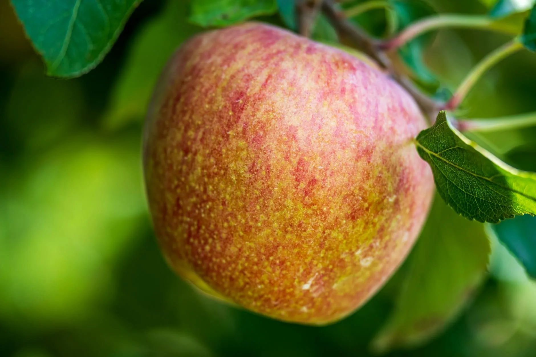 Ripe apples growing on a tree in a UK garden