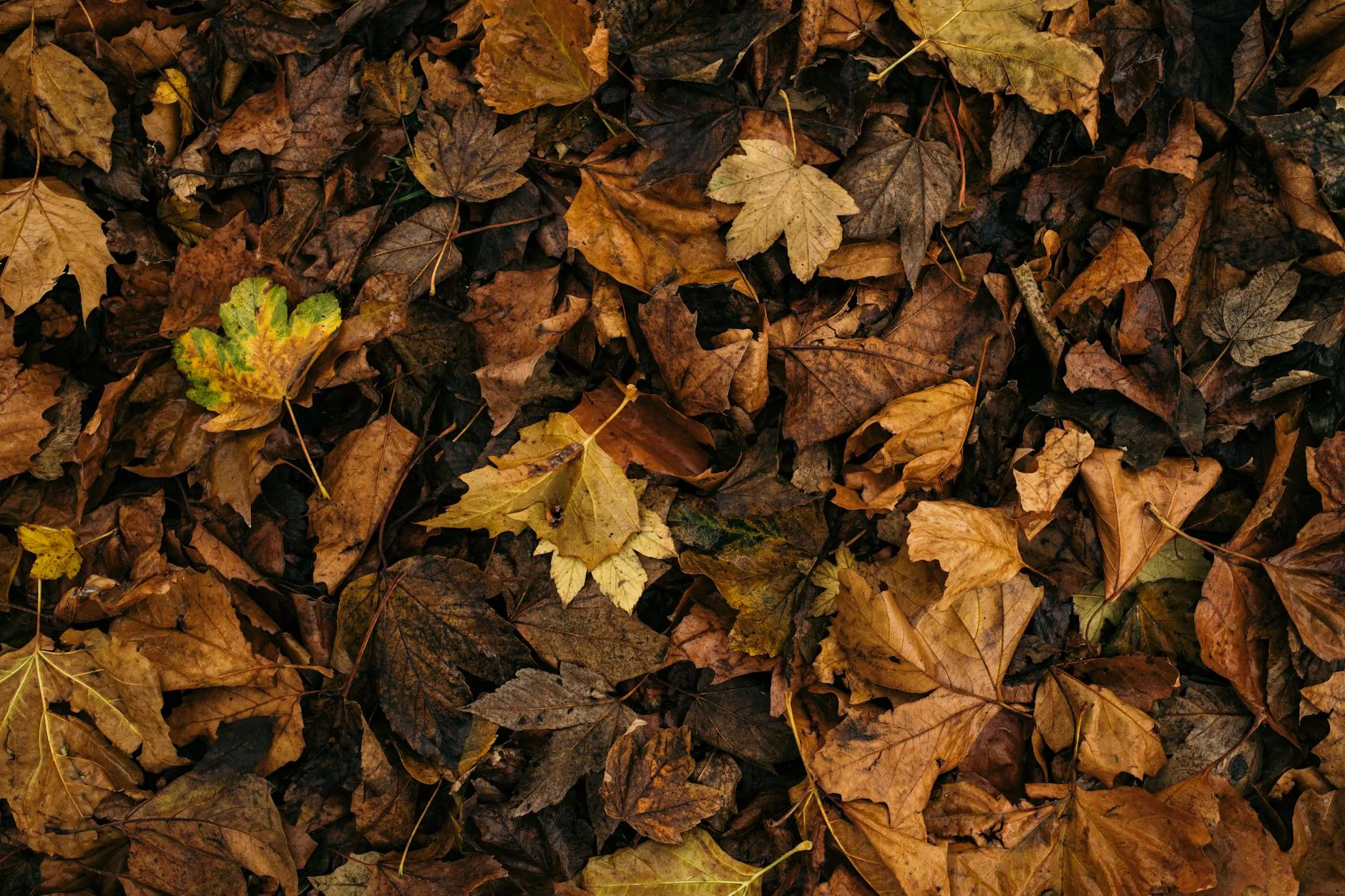 Fallen autumn leaves in golden and brown shades for composting