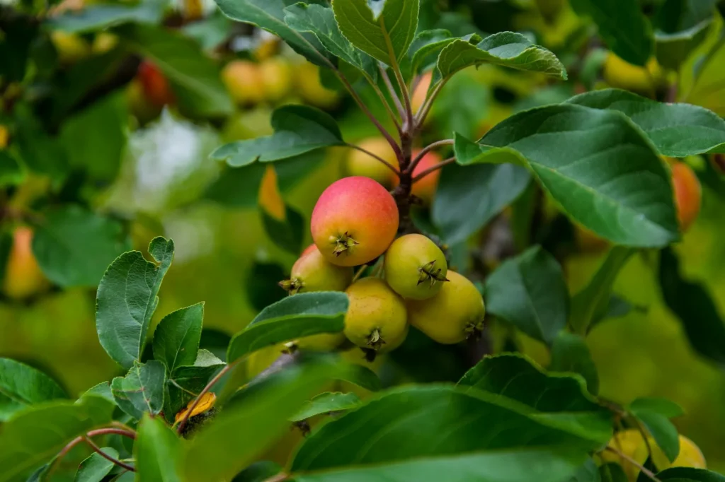 Apple tree with ripe red fruit in a small UK garden