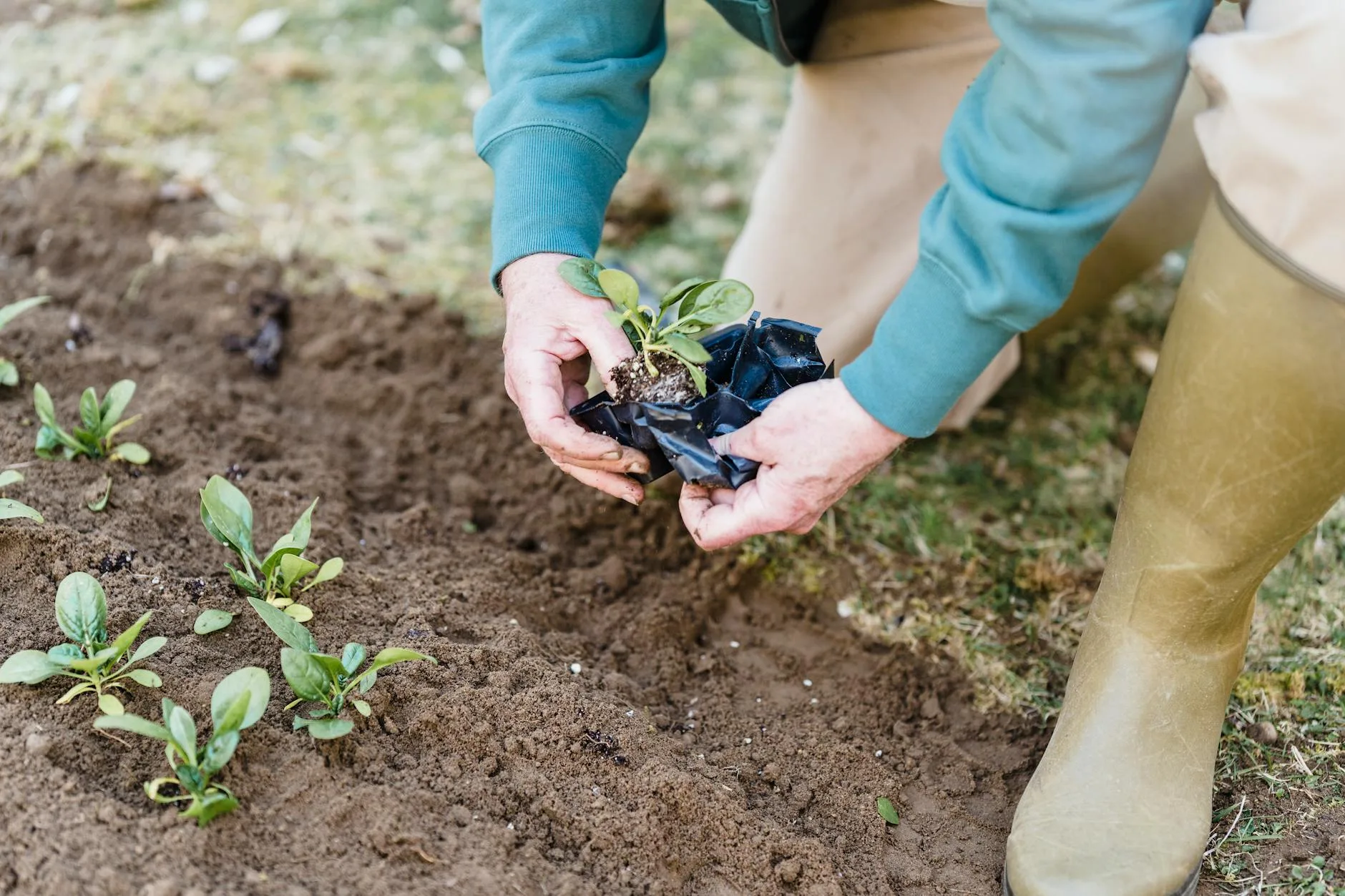 Hands planting seedlings in a raised vegetable bed