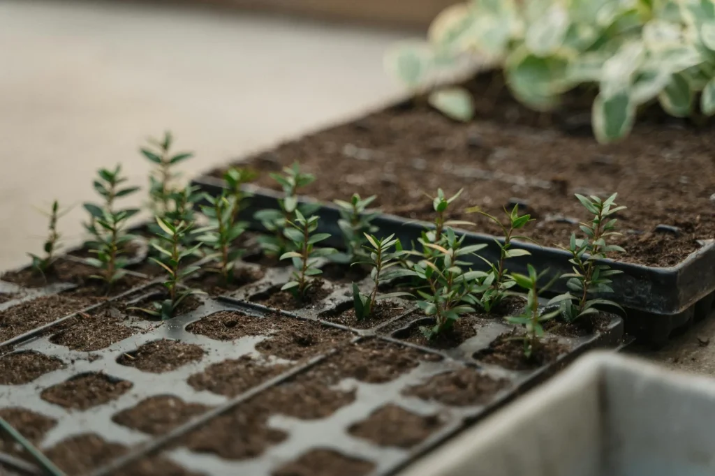 Seed trays with young seedlings growing in a bright greenhouse