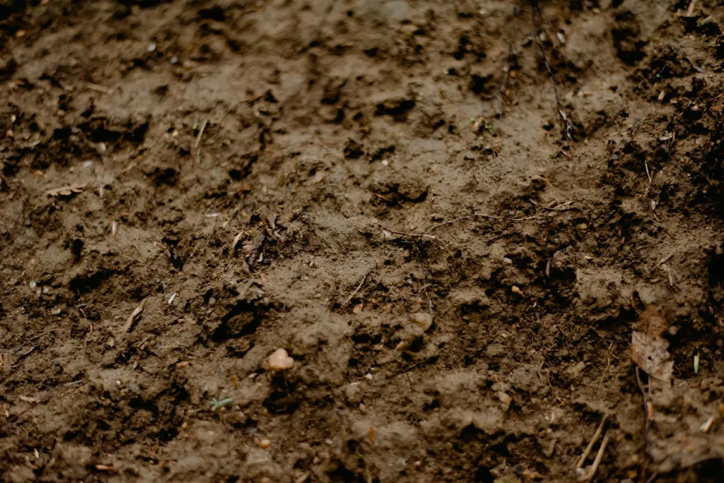 Composting worm in rich dark soil