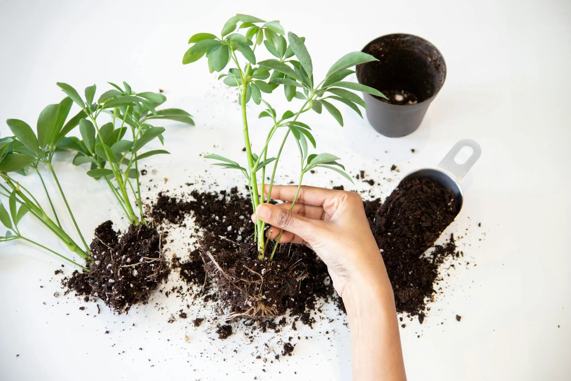 Hands working with rich potting soil for planting