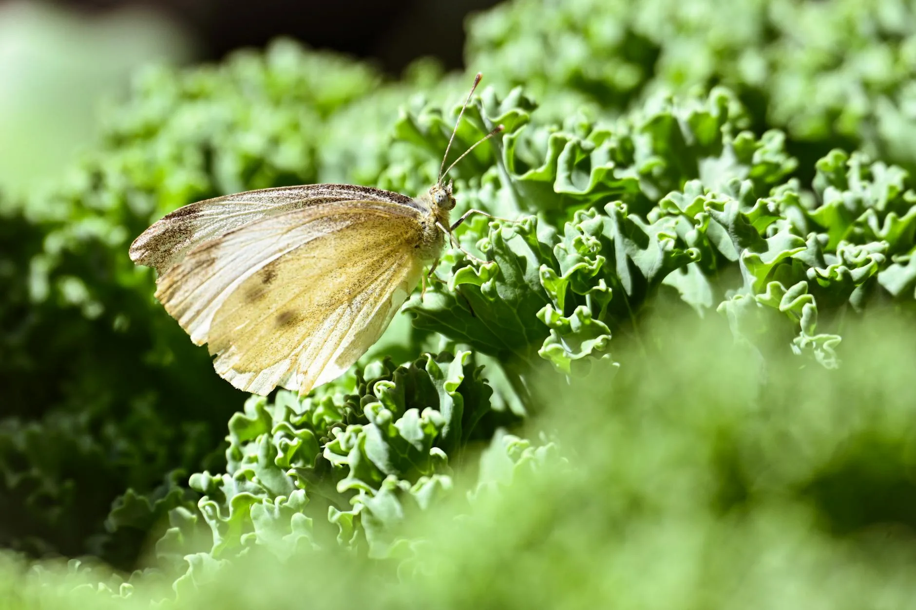 Butterfly on a brassica leaf in a vegetable garden