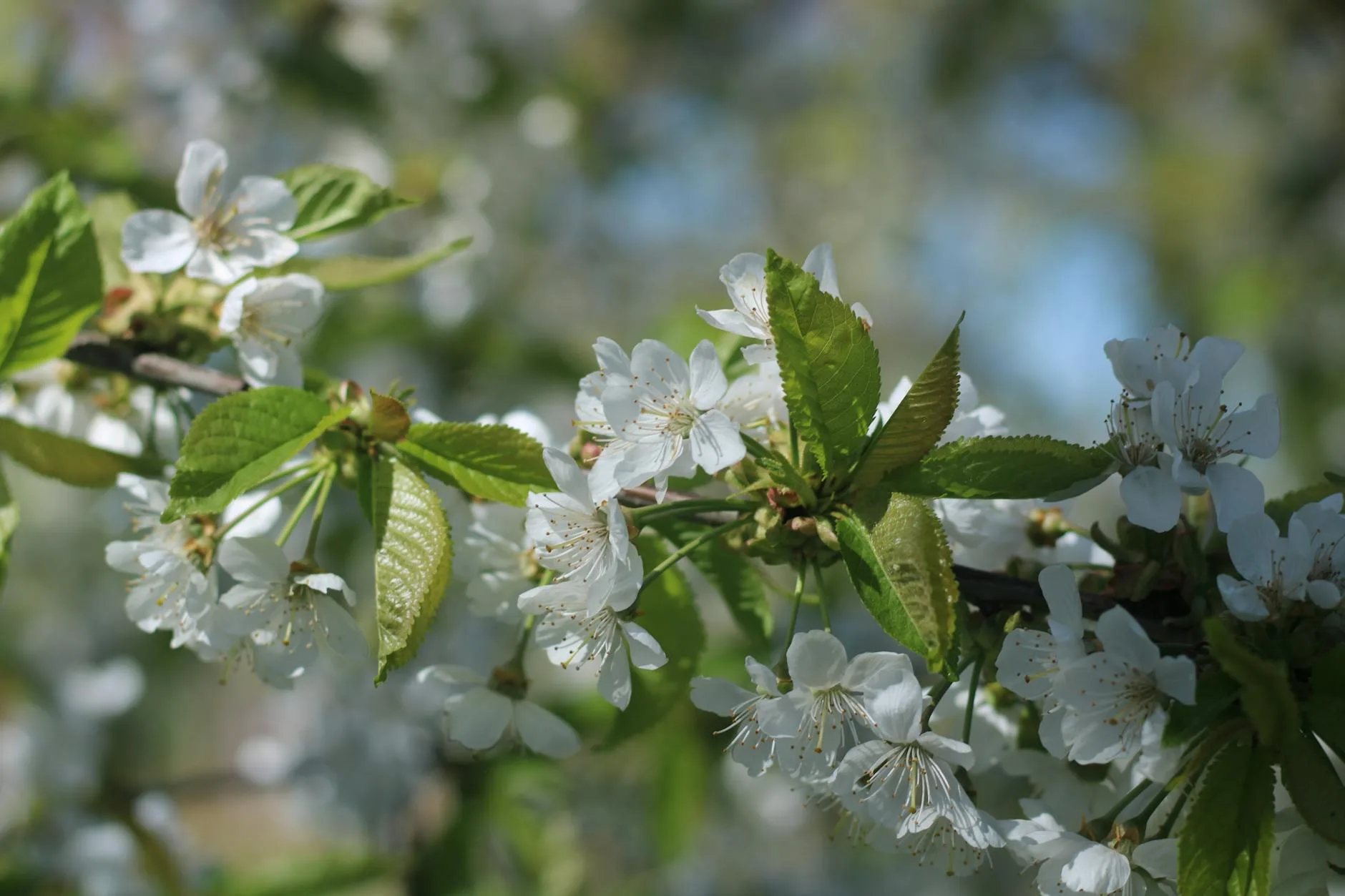 Fruit tree in spring blossom in a garden