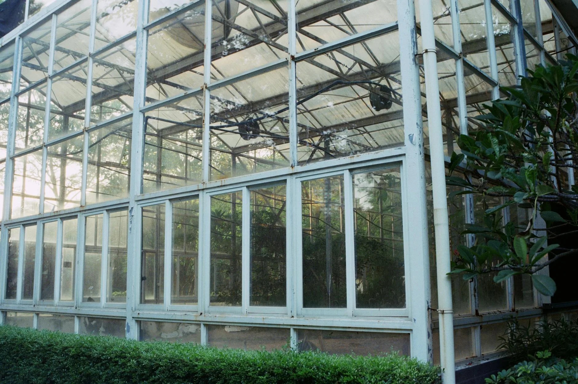 Glass cold frame protecting vegetables in a garden