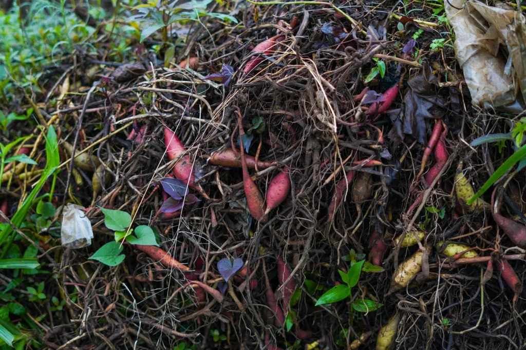 Compost bin in a garden with organic waste decomposing
