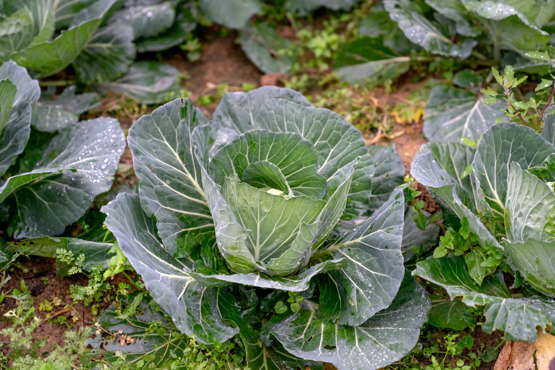 Cabbages growing in a vegetable garden bed