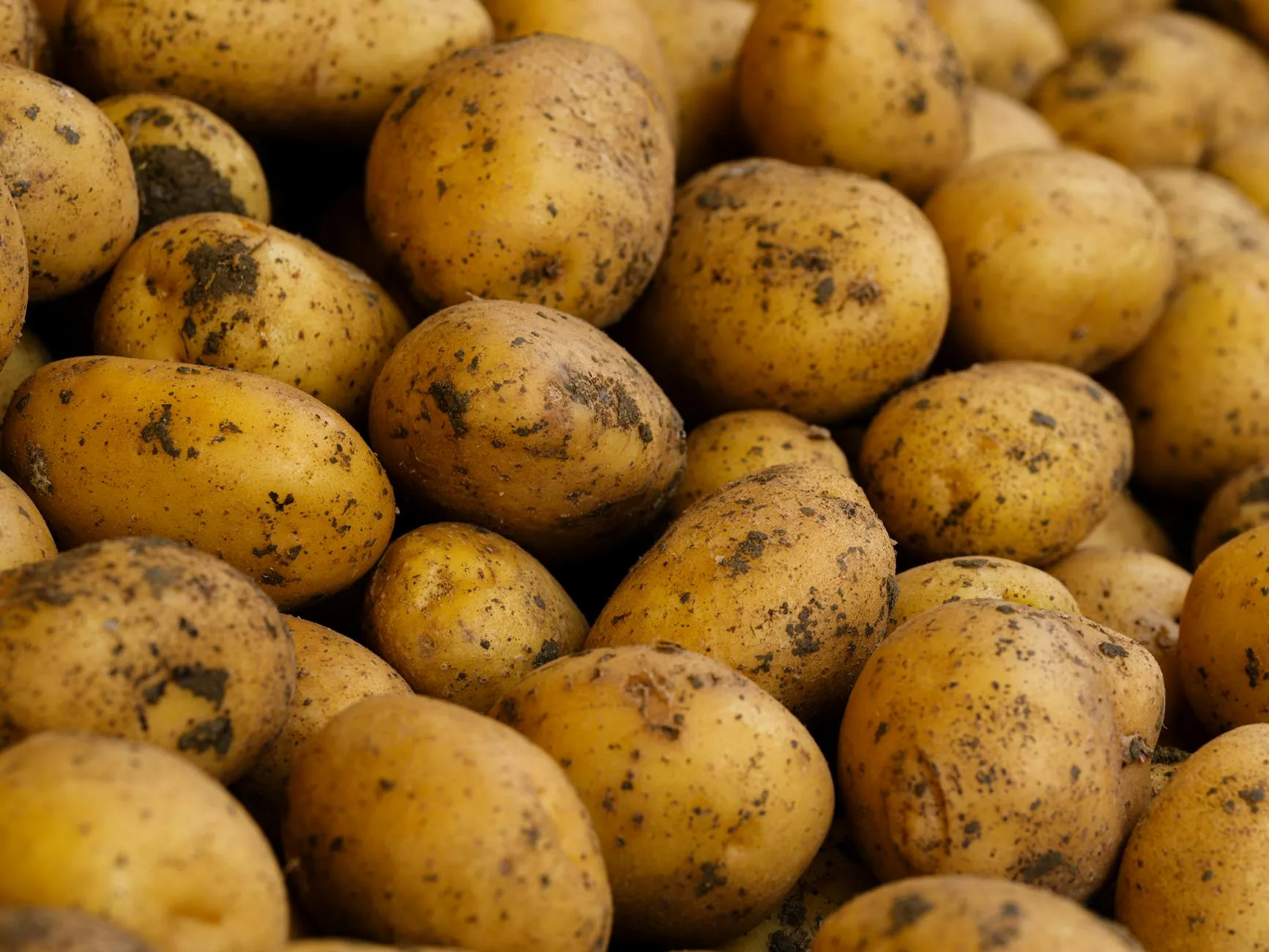 Freshly harvested potatoes from a garden allotment bed