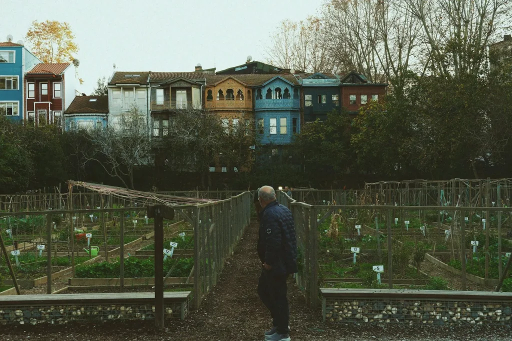 Organised vegetable garden with neat rows of crops in raised beds