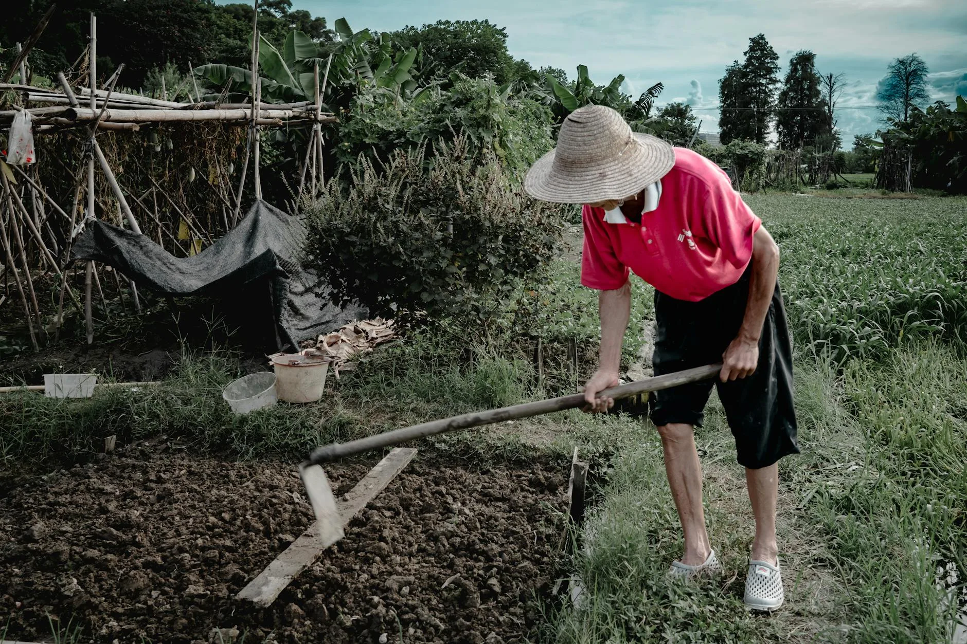Gardener using a hoe to weed between rows of vegetables in an allotment