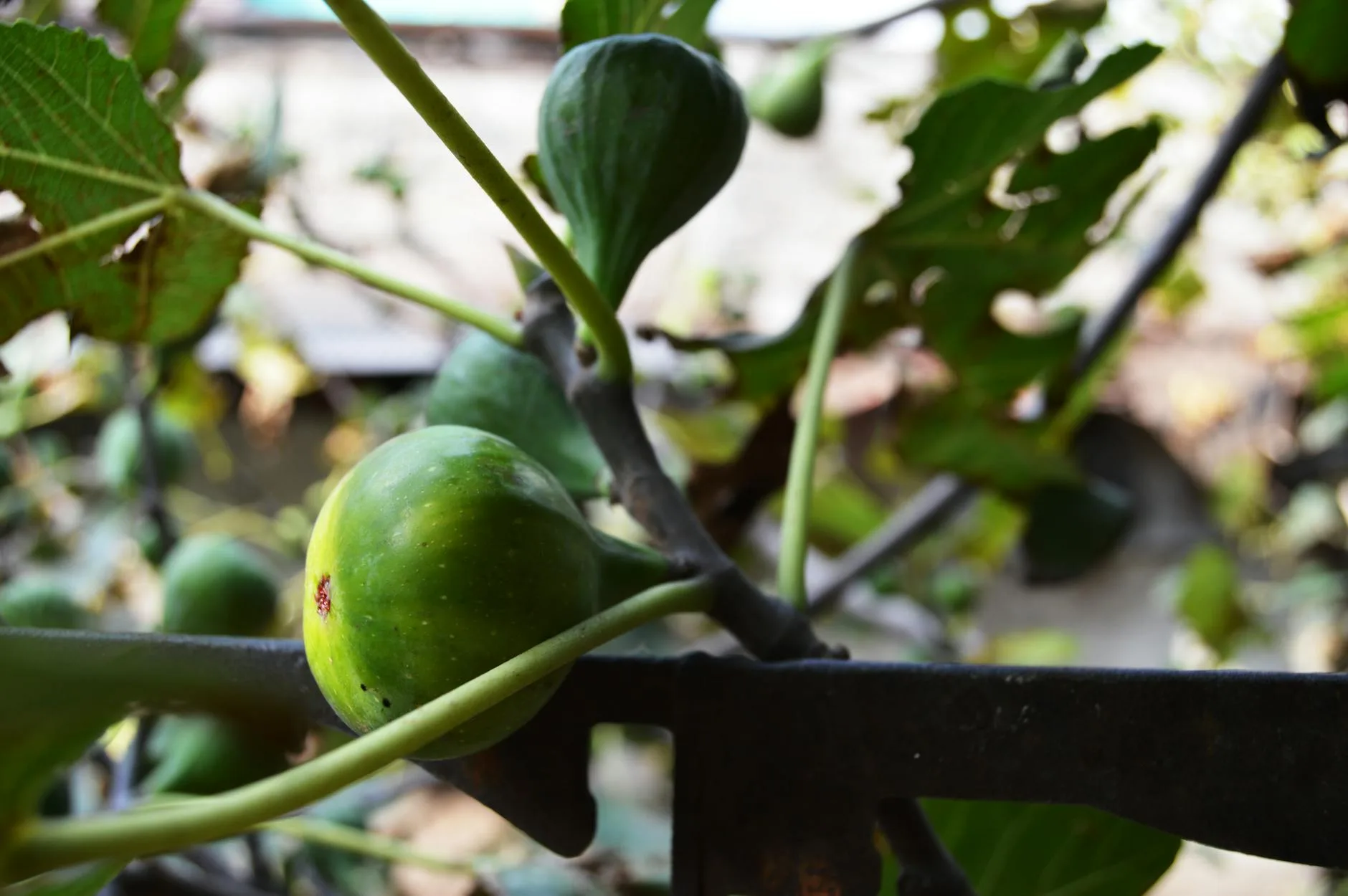 Ripe figs growing on a branch in a UK garden