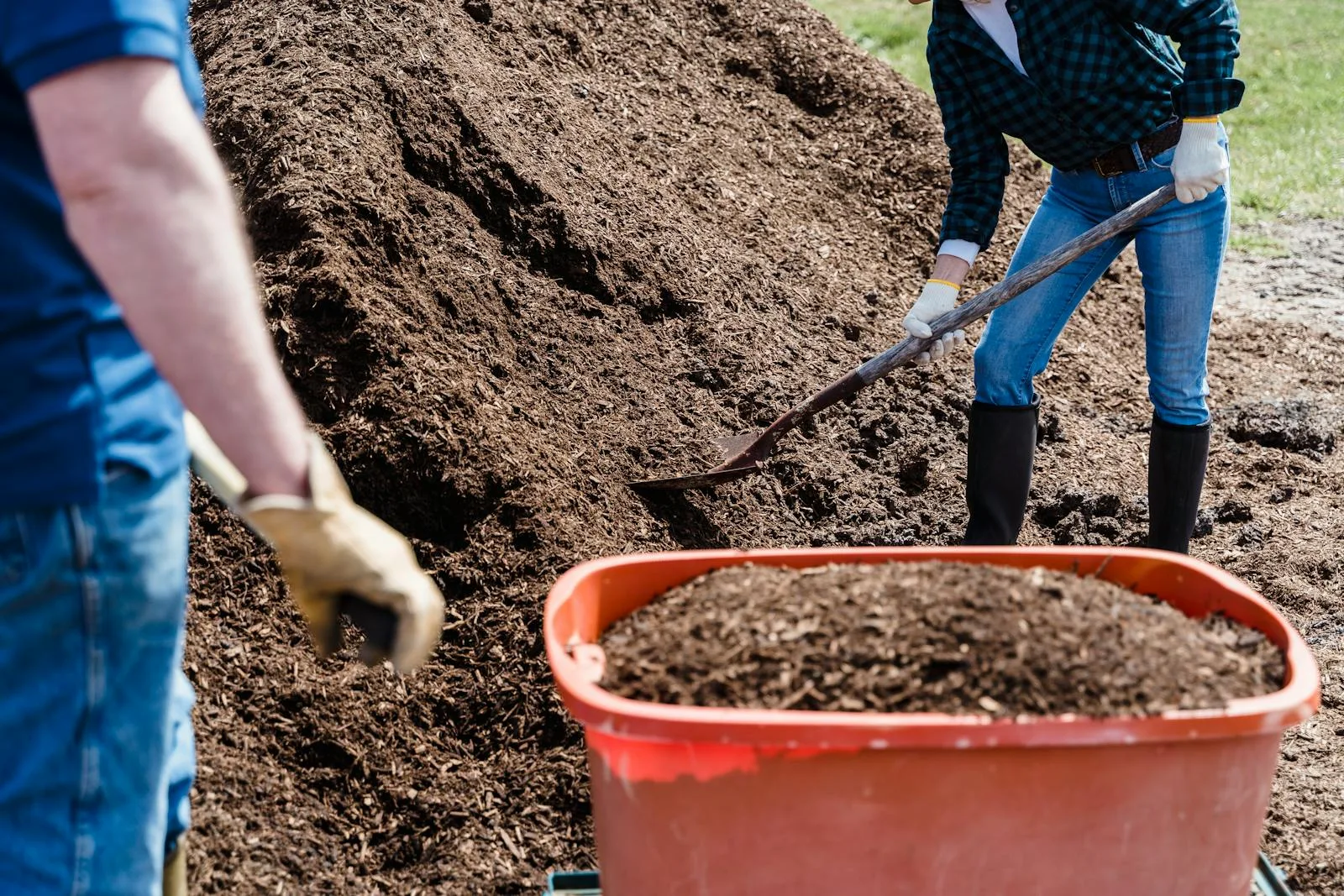 Two gardeners digging soil with spades in a sunny allotment garden