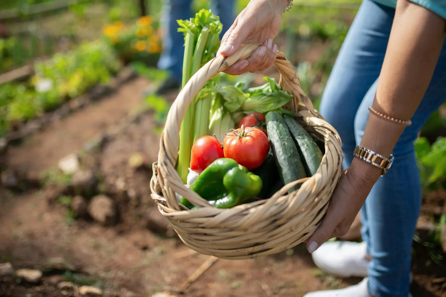 Fresh vegetables in a harvest basket from a garden