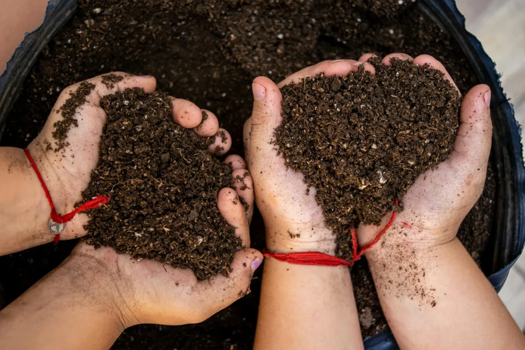 Hands holding dark garden soil in a vegetable plot
