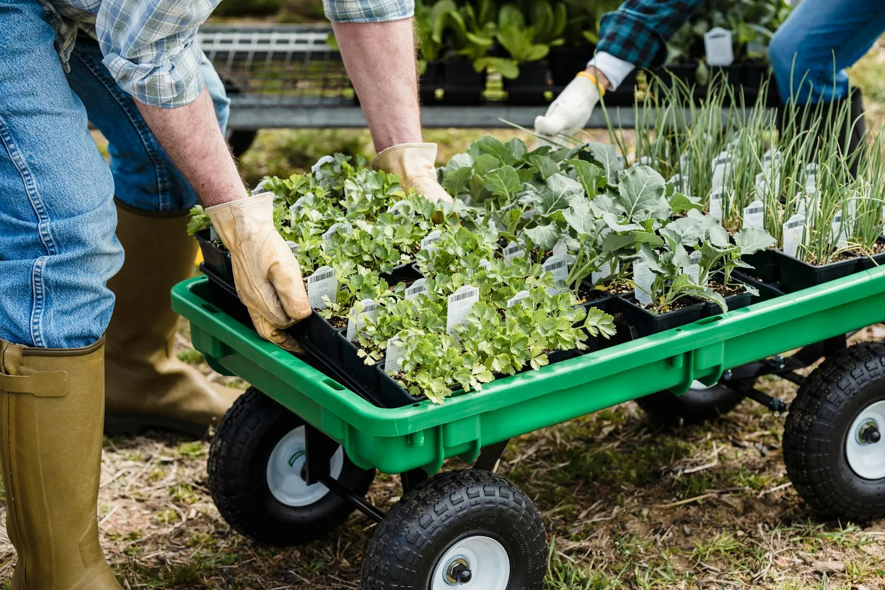 Gardener moving seedlings in a wheelbarrow ready for allotment planting