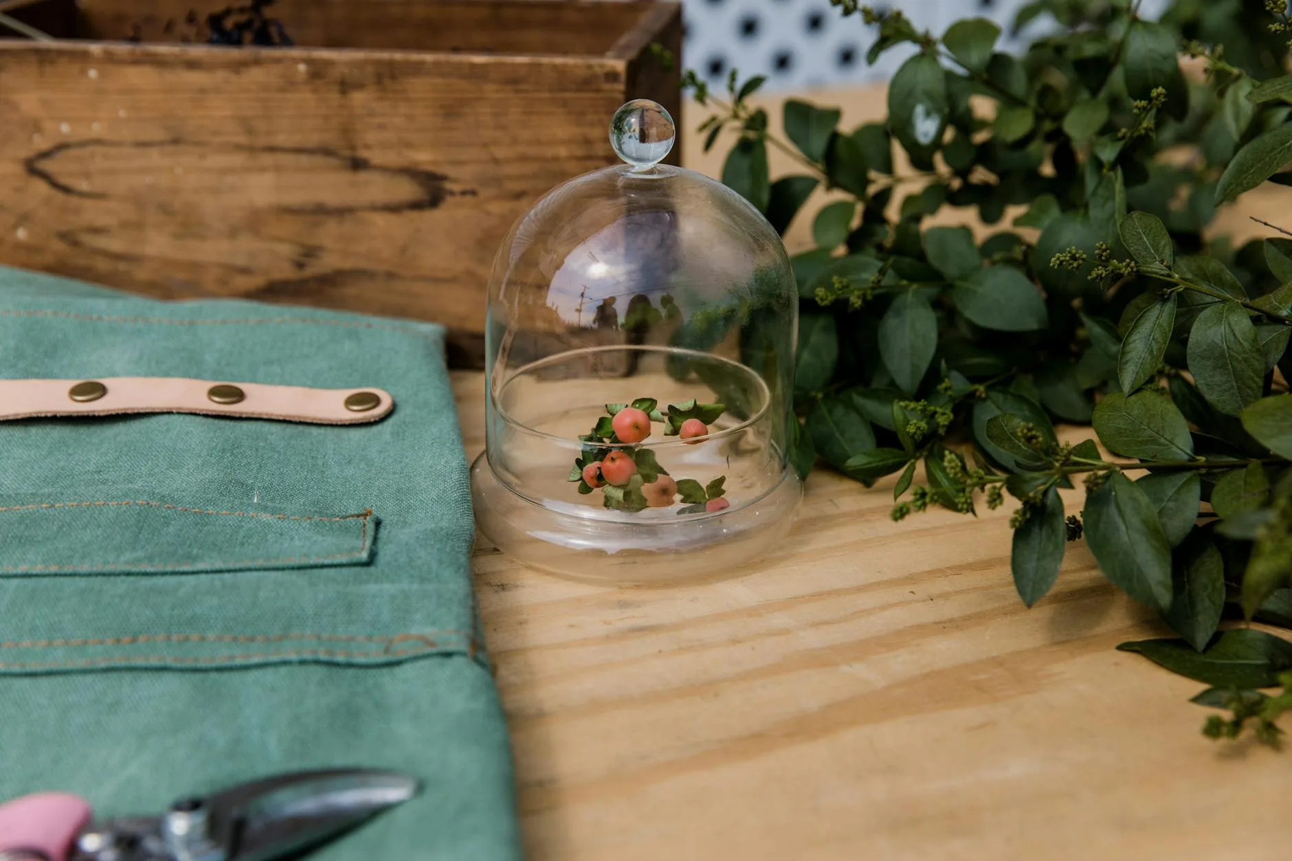 Glass bell cloche protecting a young plant in the garden