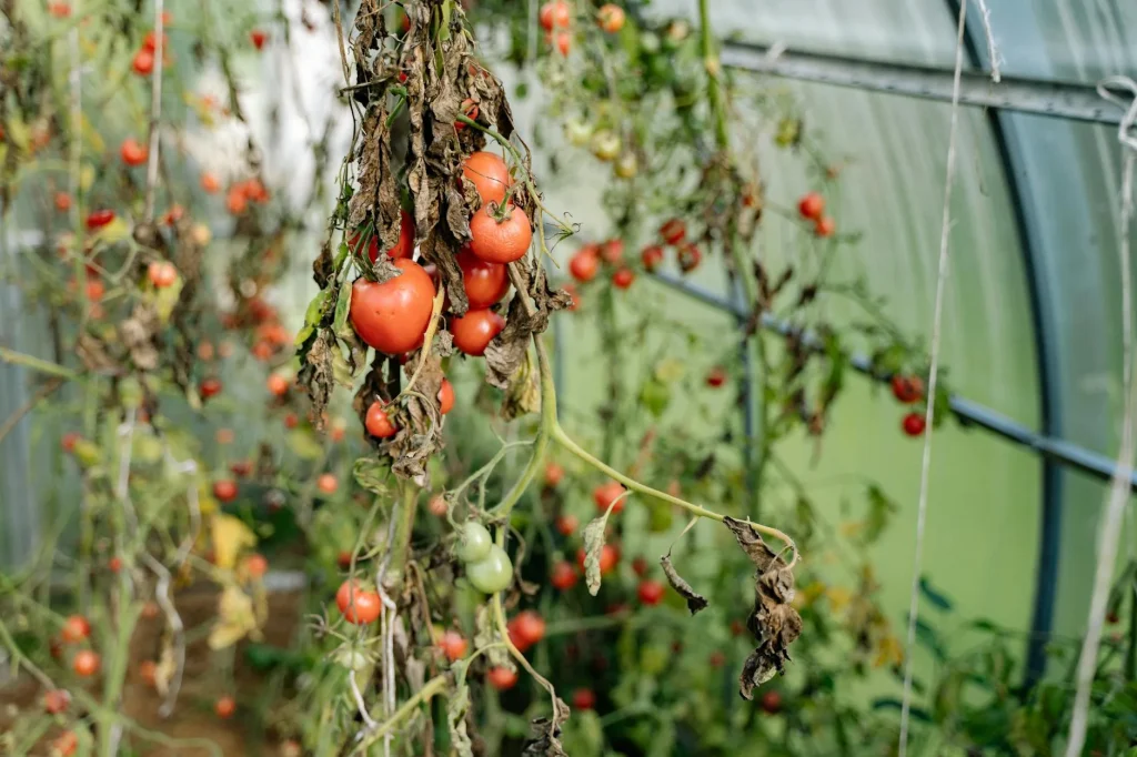 Ripe red tomatoes growing on the vine in a UK greenhouse