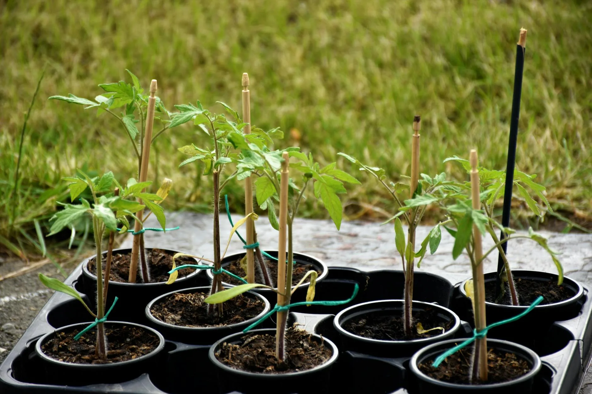 Young tomato seedlings growing in pots ready for planting
