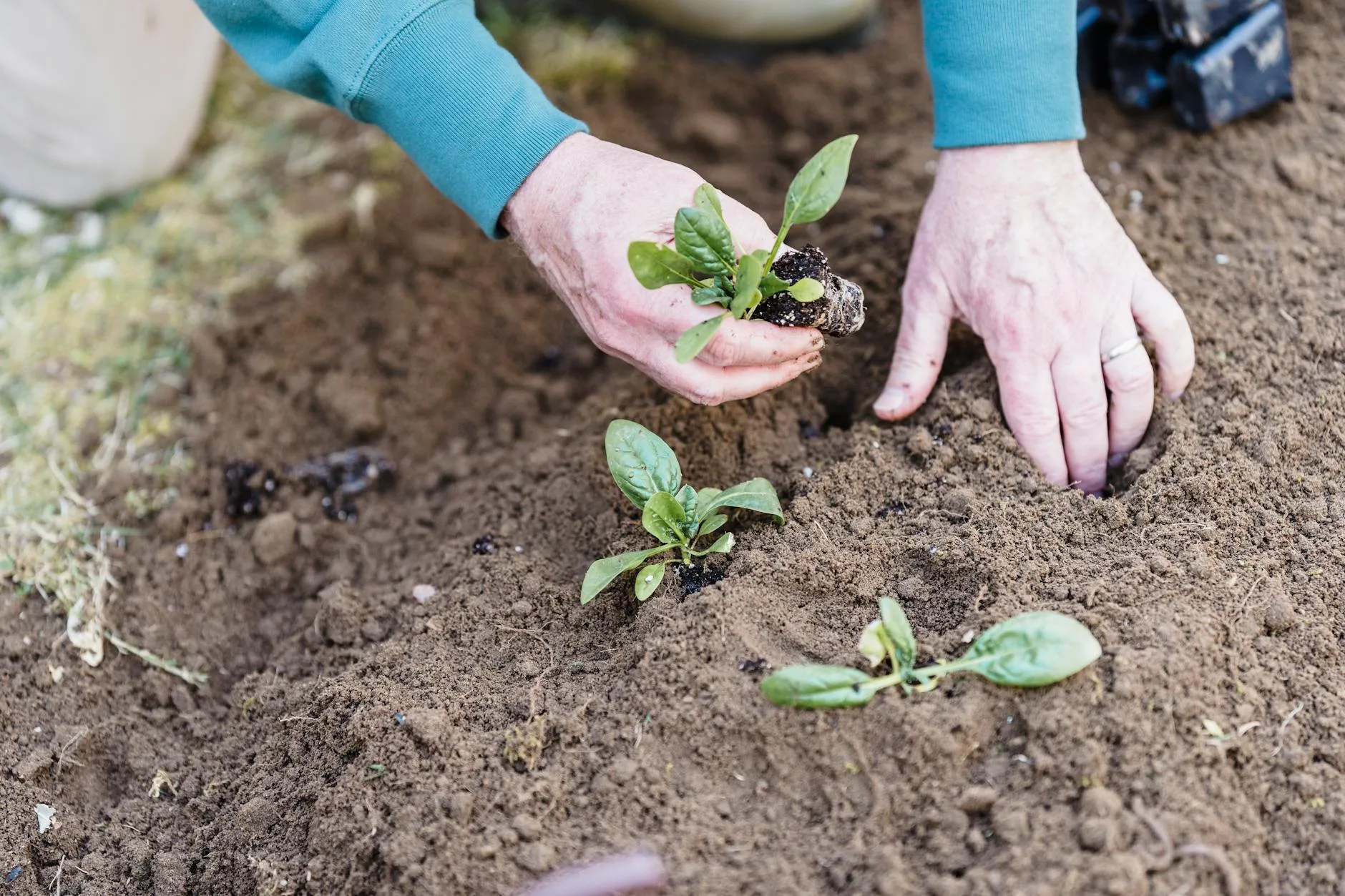 Hands planting a seedling in garden soil in spring