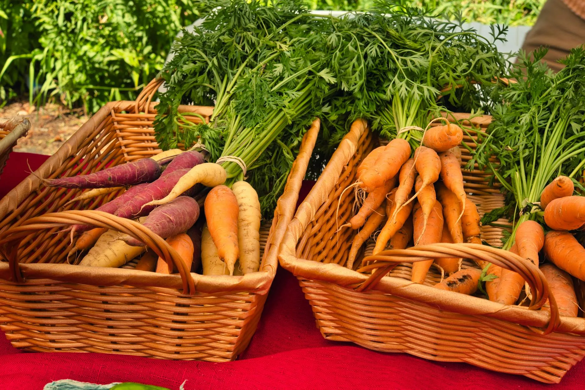 Freshly harvested carrots in wicker baskets at a garden display