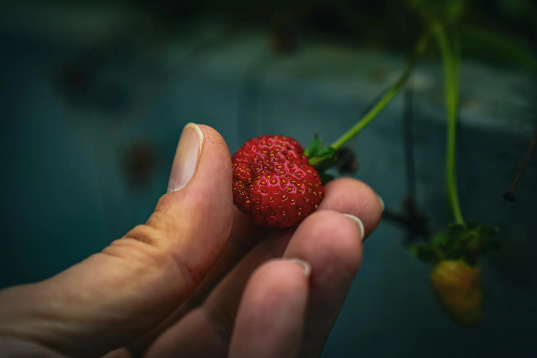 Ripe homegrown strawberries on a plant in a garden bed