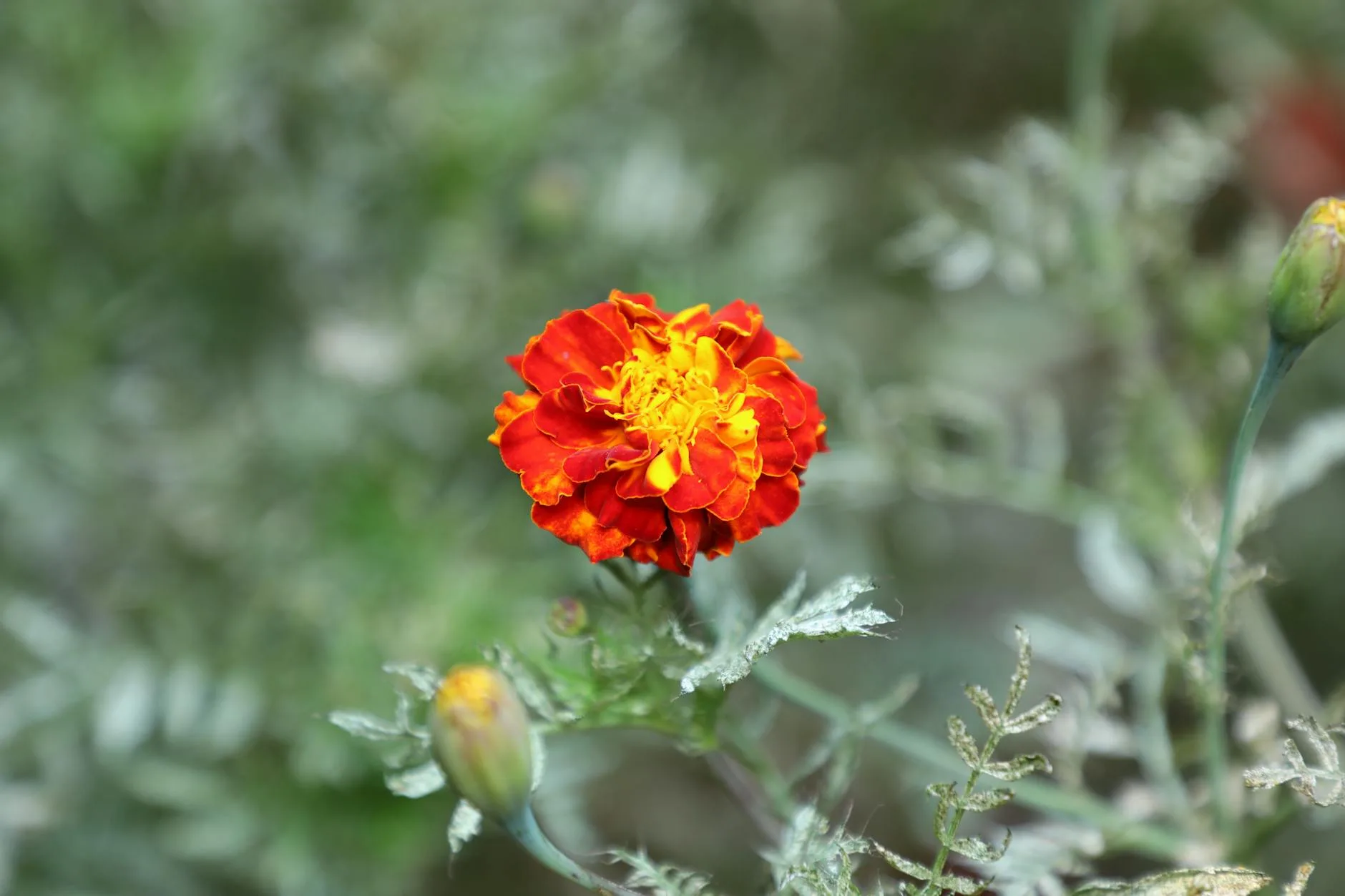 Orange marigold flowers growing in a vegetable garden bed