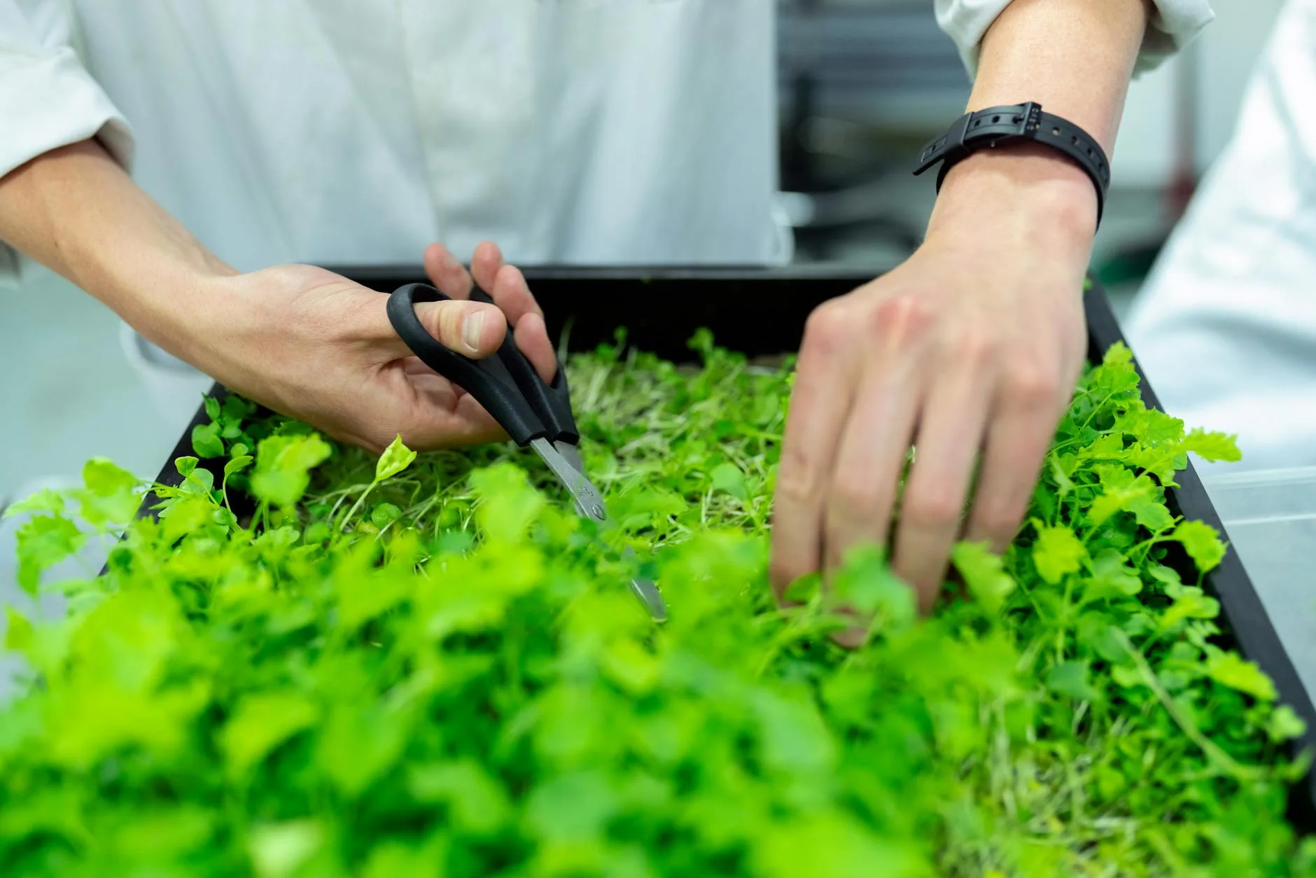 Harvesting fresh microgreens with scissors