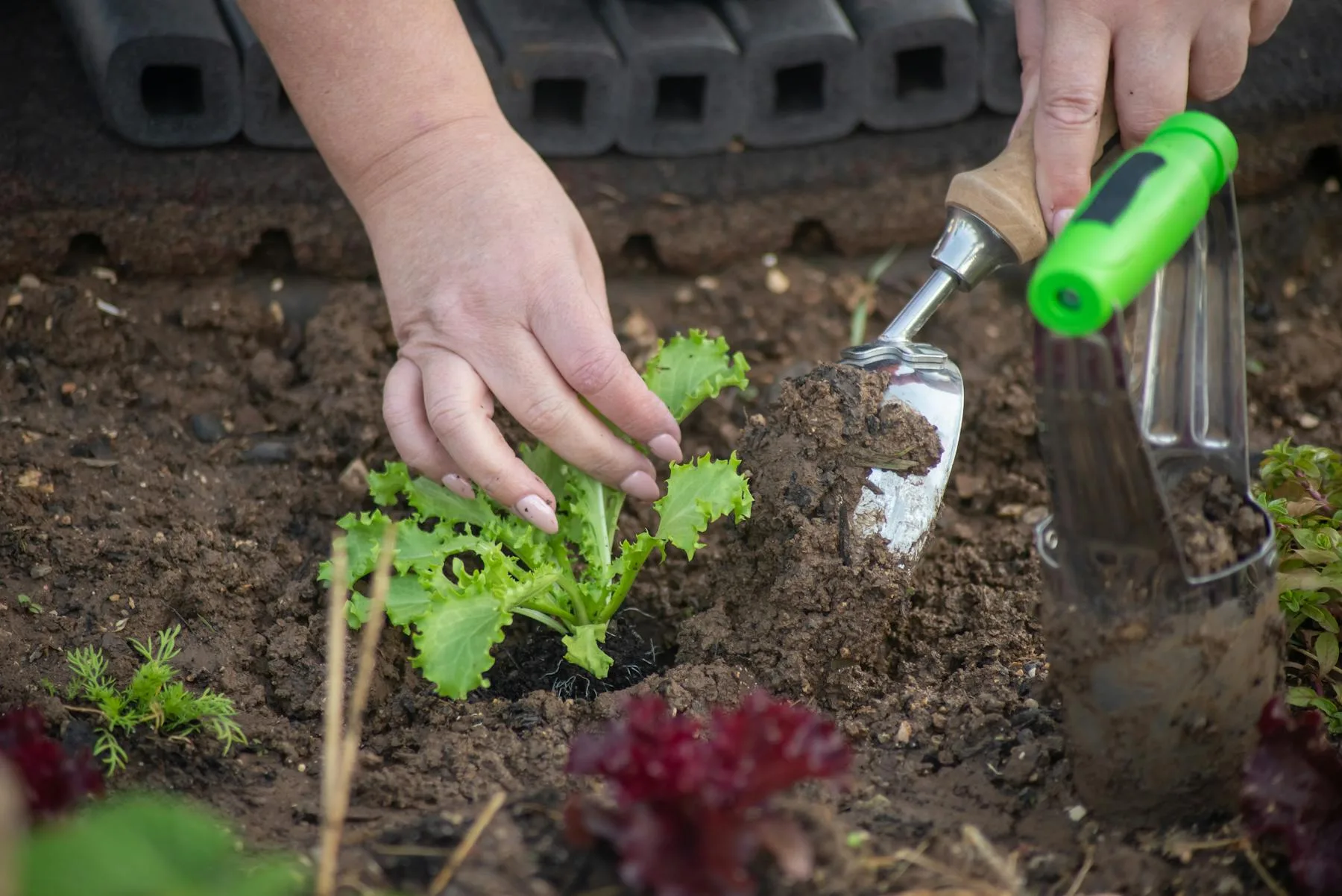 Gardener planting lettuce seedlings into allotment soil with a hand trowel