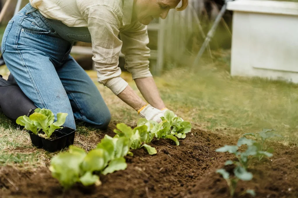 Wooden raised garden bed filled with growing vegetables