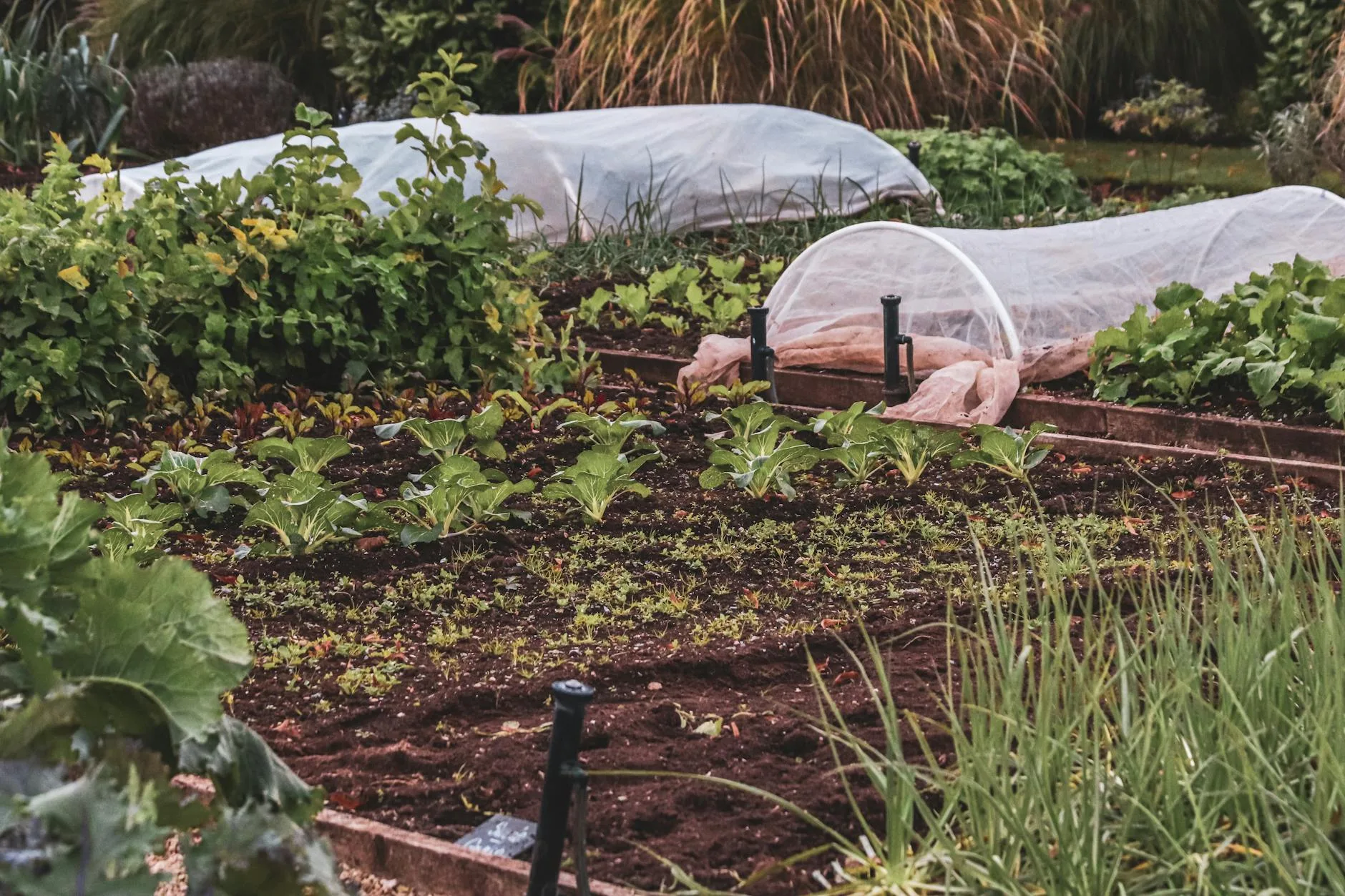 Wooden raised bed filled with soil and young vegetable plants in a garden