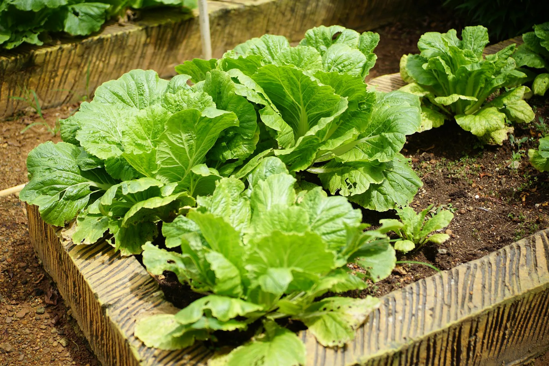 Wooden raised bed vegetable garden with green plants