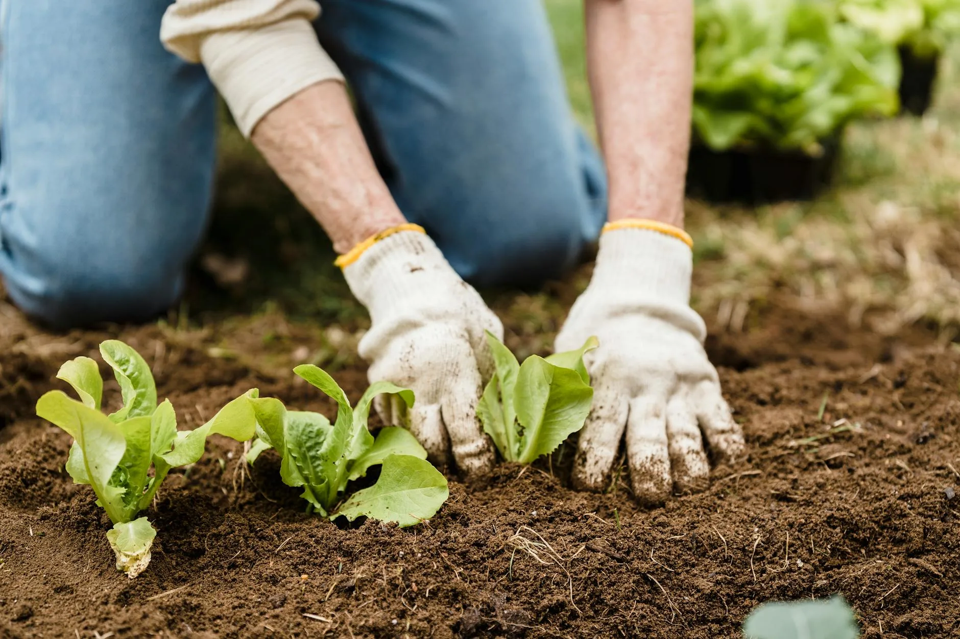 Vegetables growing in a raised bed at an allotment garden