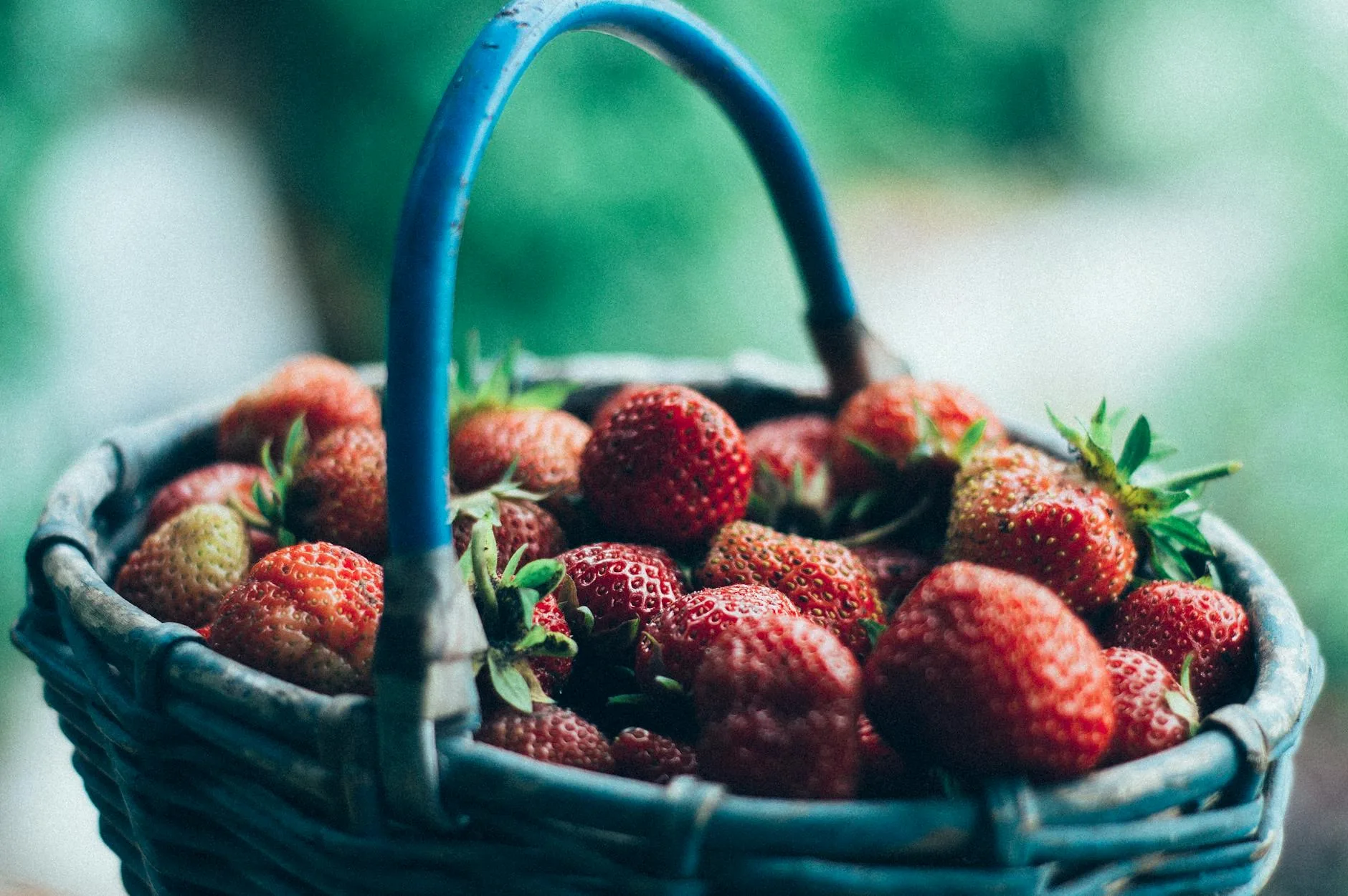 Freshly harvested raspberries in a bowl