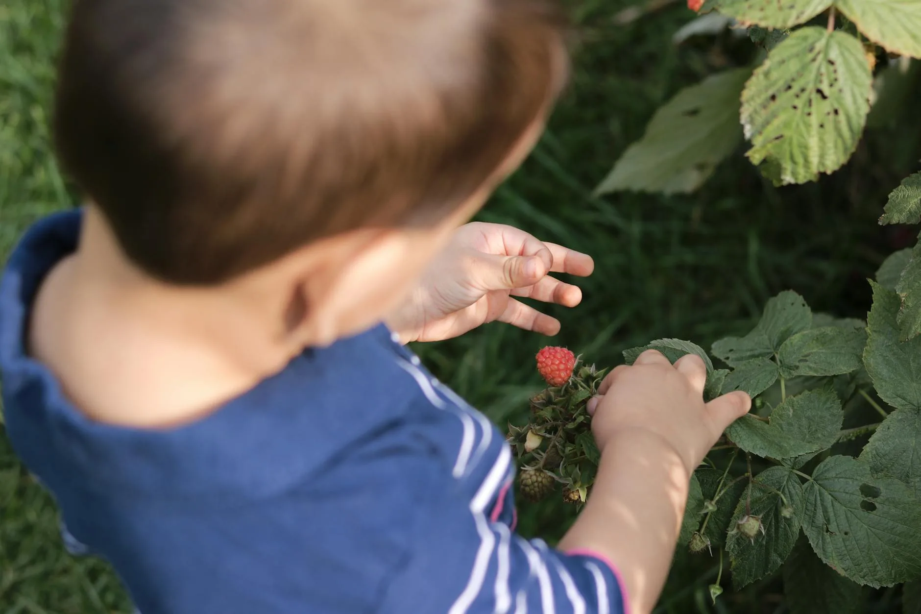 Raspberry bush laden with ripe fruit ready for harvesting
