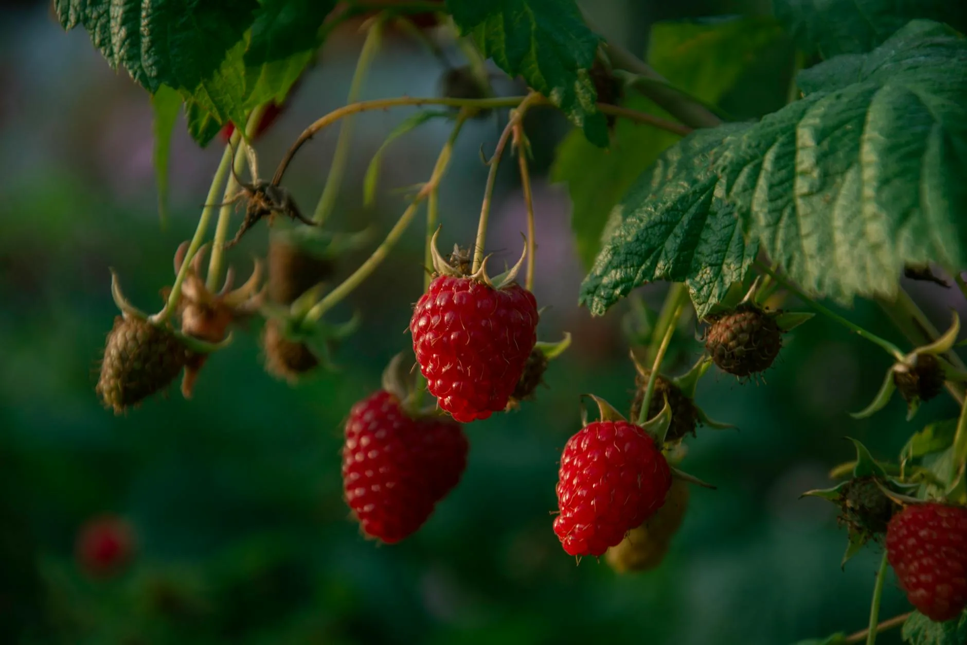 Ripe red raspberries growing on a branch in a garden