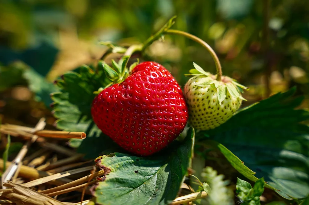 Ripe red strawberries growing on plants in a sunny garden
