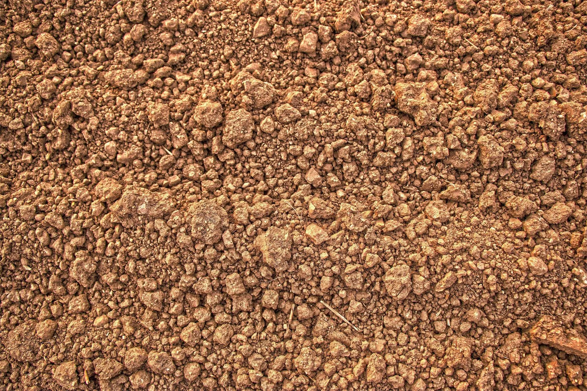 Close up of sandy garden soil texture with plant roots