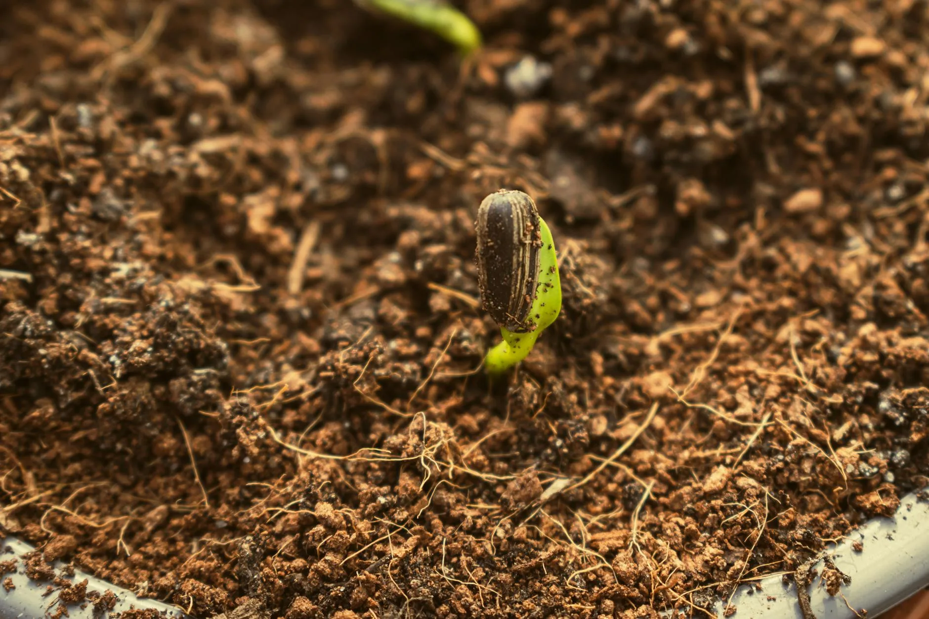 Young seedlings growing in garden soil in early spring
