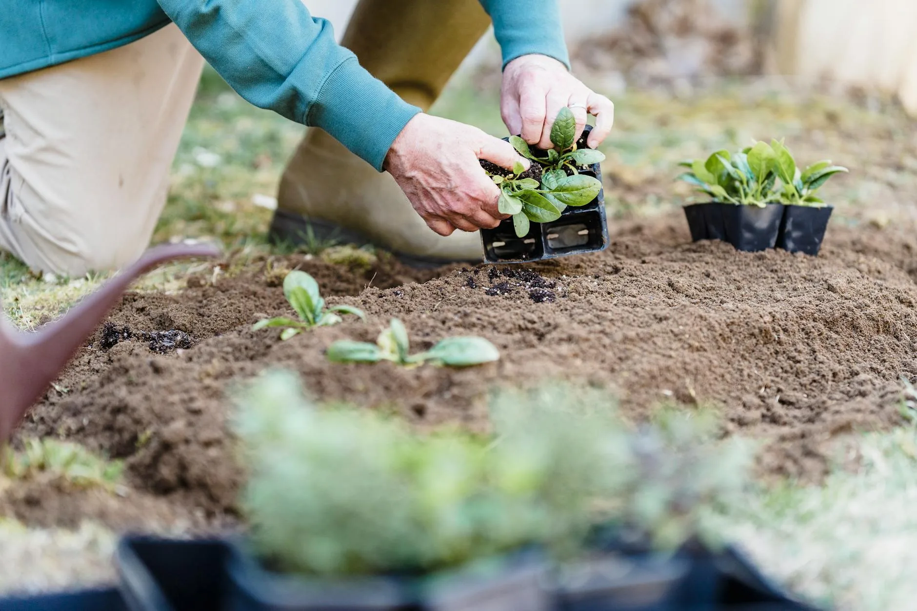 Young seedlings growing in spring garden soil