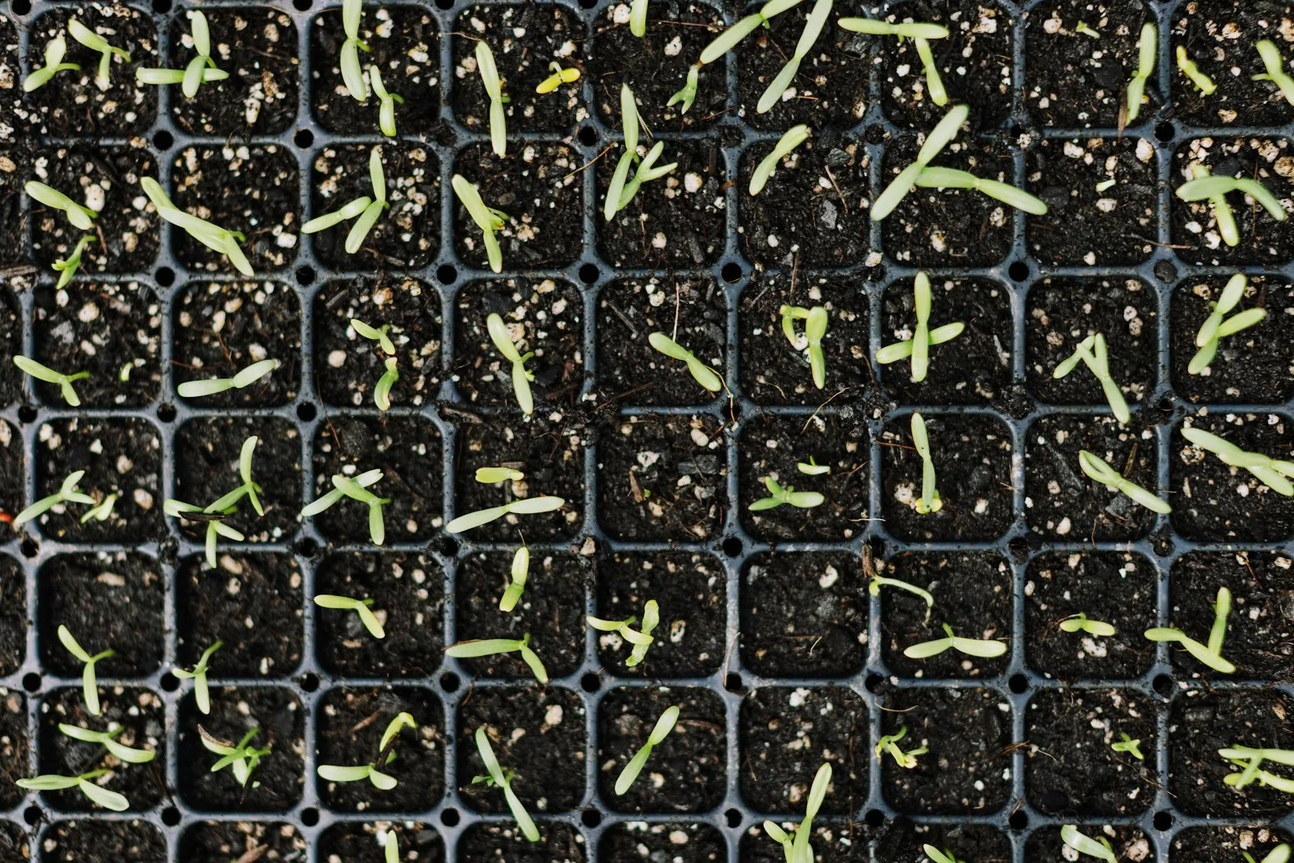 Seedlings sprouting in a seed tray
